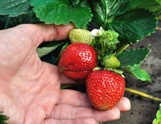 10 -ORGANIC  SEASCAPE STRAWBERRY Plants - 1" bare  root - ,everbearing  grown in U.S.A.
