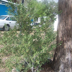 May include: A close-up of a green bush with small leaves and a large tree trunk in the background. The bush is growing in front of a house and a car.