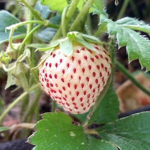 May include: A white strawberry with red seeds growing on a green plant. The strawberry is almost fully ripe.