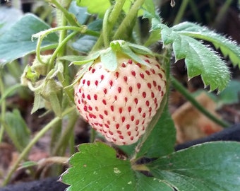 12  Organic PINEBERRY/STRAWBERRY PLANTS  - bare root  U.S.A.