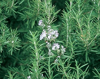 100 % Organic  Rosemary Herb Plant-  1 - rooted 6" plant   / Grown in USA