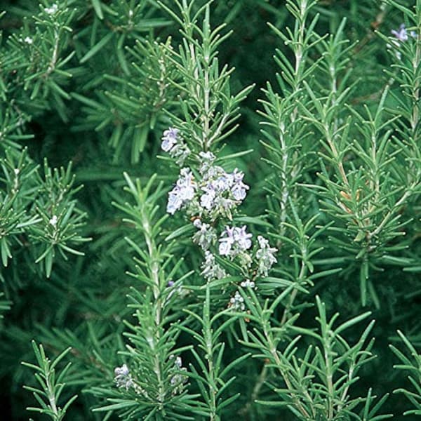 100 % Organic  Rosemary Herb Plant-  1 - rooted 6" plant   / Grown in USA