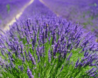 Organic English Lavender Plant 1 Count 6" Rooted Plant- Grown in the U.S.A.