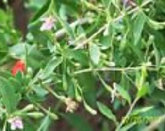 ORGANIC GOJI BERRY plant(('crimson star') bare root 1 yr old 6" lg 1 count