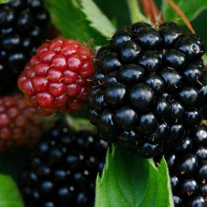 May include: Close-up of ripe blackberries, showcasing their deep black color and glossy texture. A few unripe red berries are also visible, along with green leaves. The image highlights the natural beauty of the fruit.