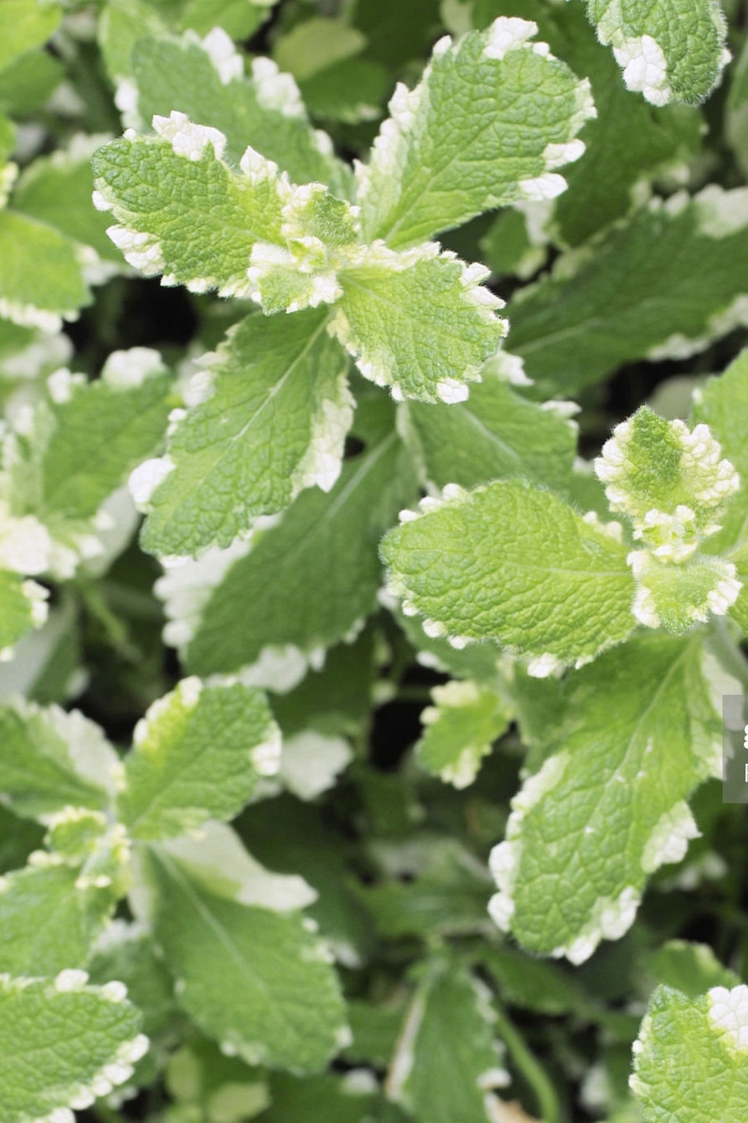 Organic Pineapple Mint Plant Seeds / 400 Count . Grown in the U.S.A. Etsy