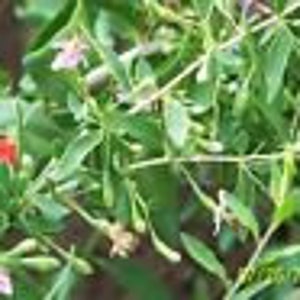 ORGANIC GOJI BERRY plant((&#39;crimson star&#39;) (cuttings ) 6 yr old 6-8&quot; lg  4 count