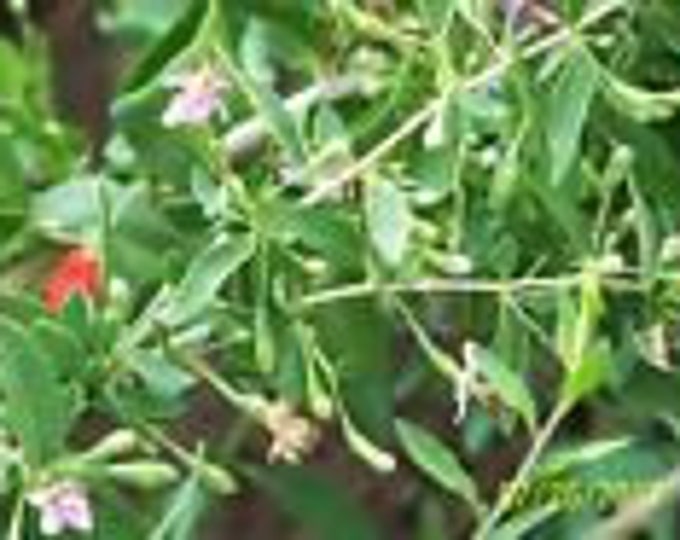 ORGANIC GOJI BERRY plant(('crimson star') (cuttings ) 6 yr old 6-8" lg  4 count