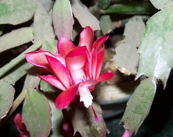 Christmas Cactus Cuttings -  No roots-   2 sections 1 cutting   -- pink Flowers  ( Organic Grown )