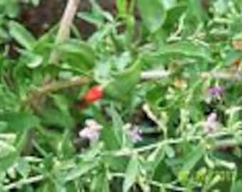 GOJI BERRY plant((Sweet Lifeberry) (cuttings) 6 yr old 6-8" lg  5 count/ Grown in U.S.A.