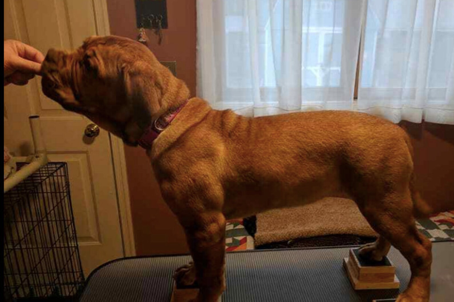 Show Dogs Stacking Blocks Small Medium and Large Etsy