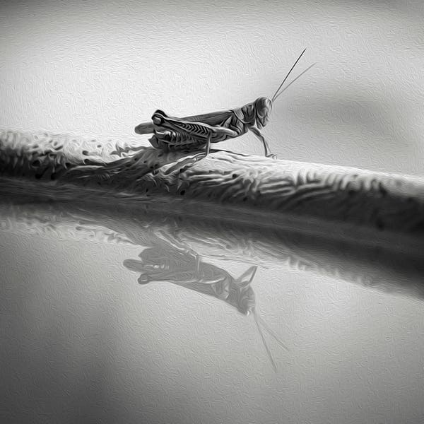 Grasshopper - Etsy