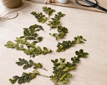 Racimos de boj natural / Vegetación fresca de jardín / Tallos de boj sin químicos