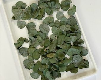 100 pequeñas hojas de eucalipto preservadas, decoración verde para bodas