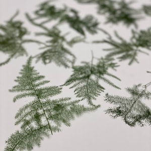 20 puntas de helecho Plumosa-Helechos verdes conservados (20 uds)-invitaciones-Floral seca-Helechos prensados