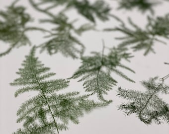 20 puntas de helecho plumosa preservadas: adornos florales verdes secos