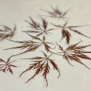 10 Pressed Japanese Maple leaves-Dried Red leaves