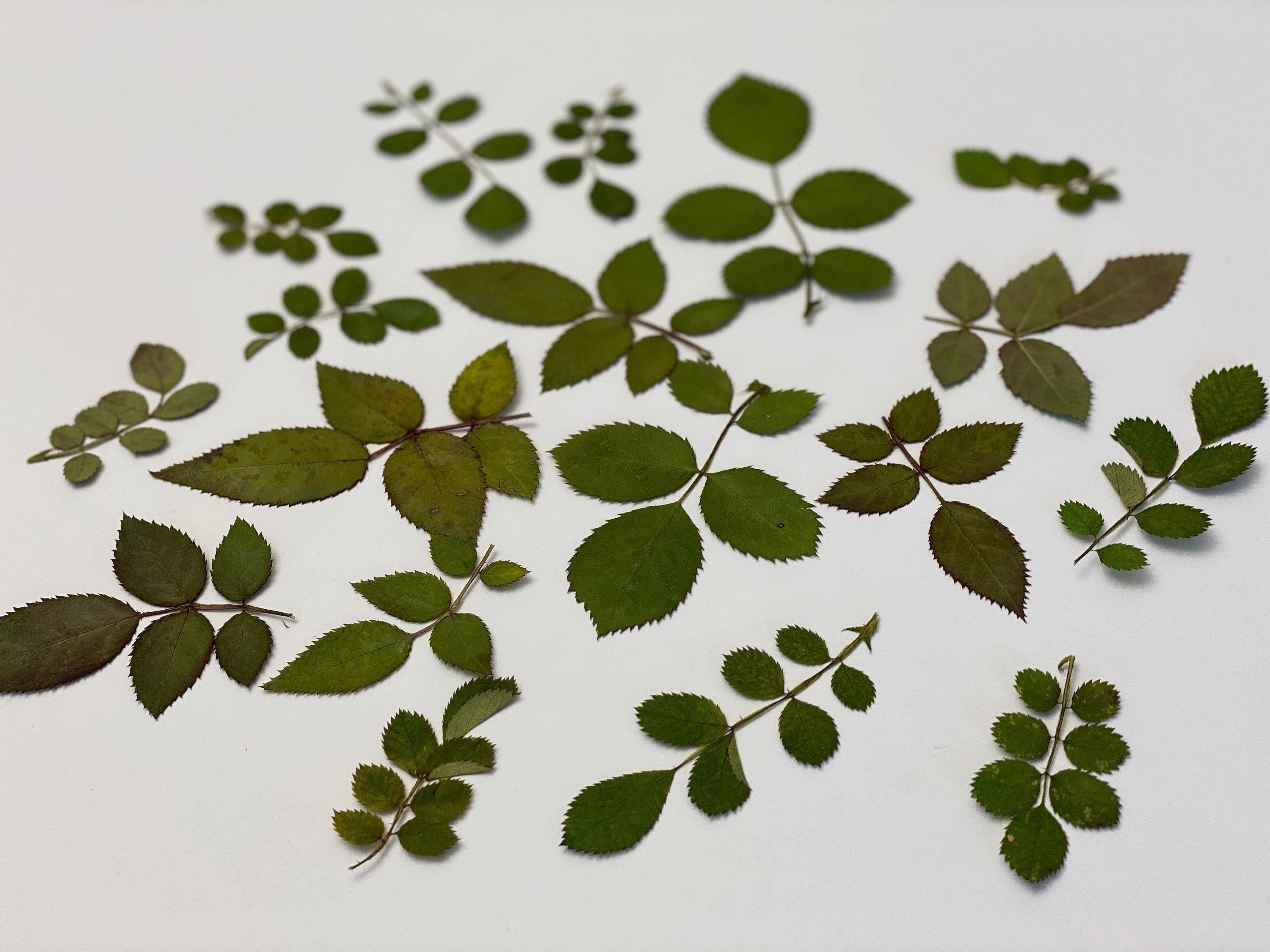 Shredded Roses 20 Real Dried Pressed Roses Leaves,pressed Greenery for Cards and Resin ...
