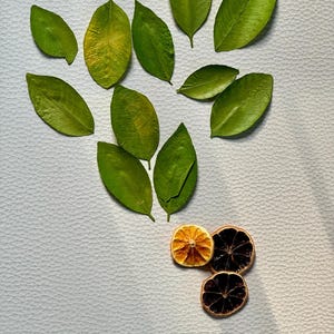 Pressed lemon leaves-lemon Leaves-Dried leaves