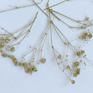 Vraies fleurs séchées pressées ; Gypsophile doré - 20 pièces ; Goutte d'eau en or pressé pour bijoux