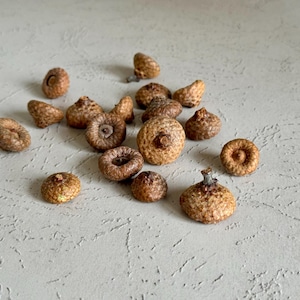 Acorn Caps-Small acorns-small dried acorn caps