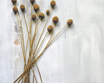Flores de botones dorados: flores secas de Craspedia - Decoración del hogar