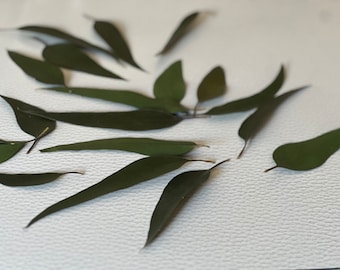 Preserved  Greenery- Preserved willow  Eucalyptus leaves-leaves for Kraft-Card making