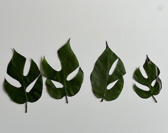 6 Pressed Monstera Leaves  Real Dried Green Leaves  Botanical Art Supply   Tropical Craft Material - Etsy