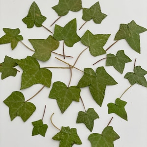 May include: A collection of 17 green ivy leaves on a white background. The leaves are arranged in a circle, with the stems pointing outwards.