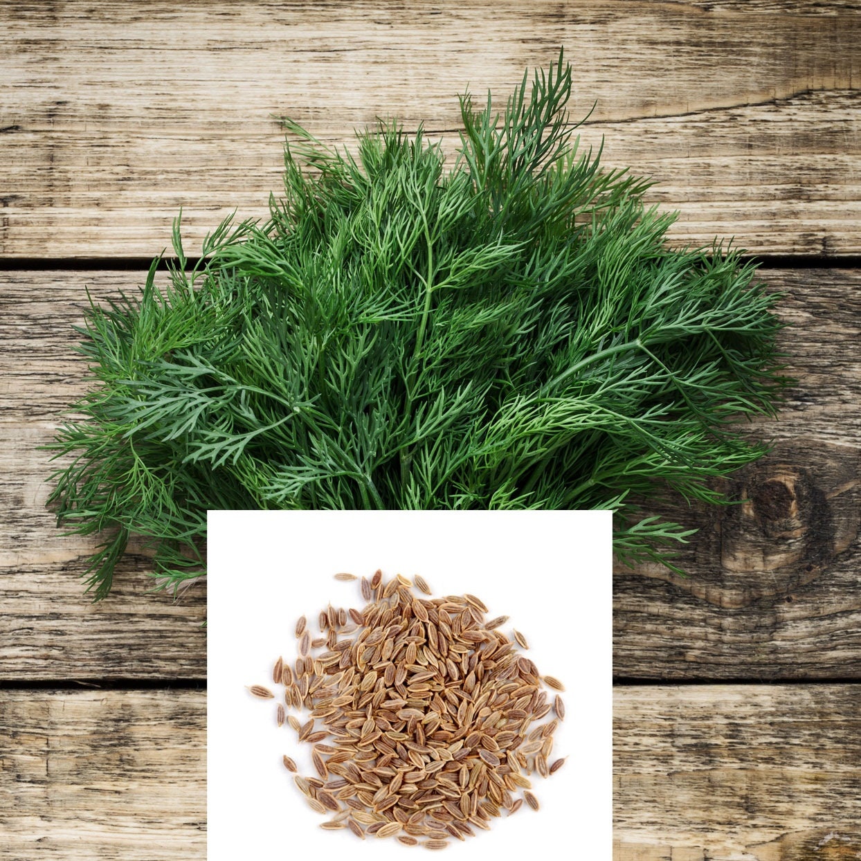 Instructions Inc DILL culinary Herb garden 300+ seeds NON GMO open polinated : 