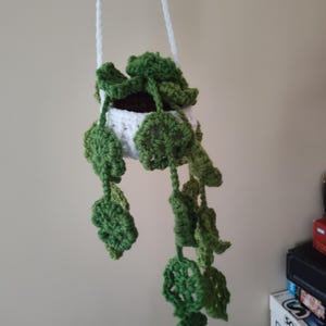 Small Hanging Plant
