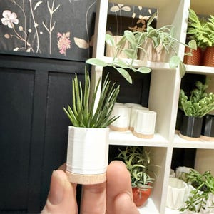 May include: A miniature potted plant featuring a small, spiky green succulent housed in a white cylindrical pot with a light brown circular base. The plant is held in front of a white grid shelf containing various other miniature potted plants.