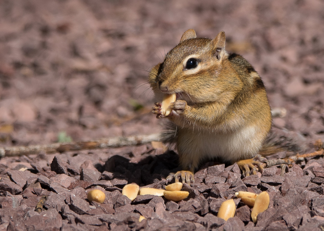 Chipmunk Eats Peanuts Etsy