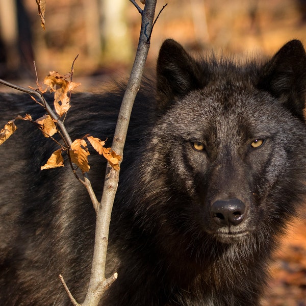 Black Wolf