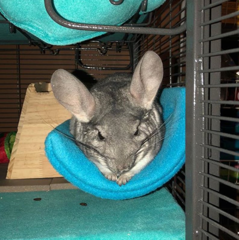 May include: A gray chinchilla resting in a blue fleece hammock inside a cage.