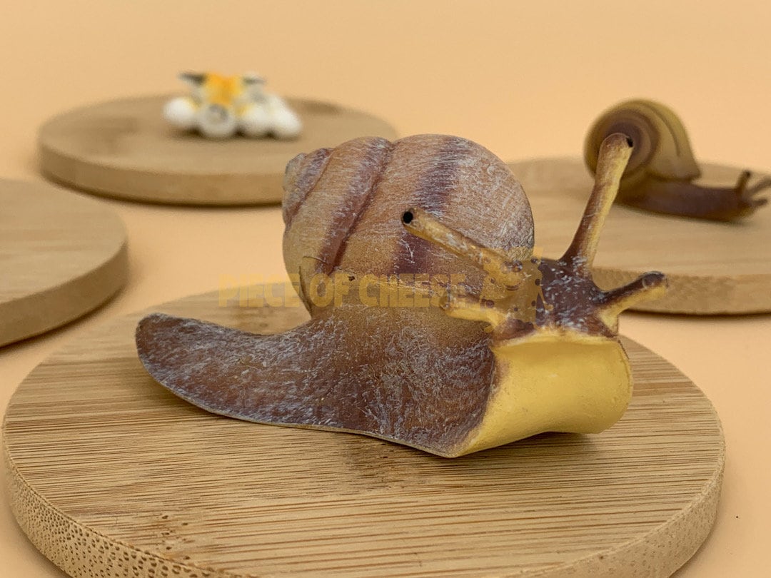 Lebenszyklus Schnecke Natur Erlernen Nach Montessori Etsy Canada