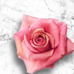 May include: A single pink rose with a light pink centre, on a white marble background.