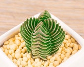 Live Succulent Lithops Cactus Pseudotruncatella Plant Crassula cv. Buddha 39 S Temple 547518892662_6