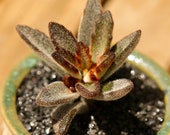 Live Succulent Lithops Cactus Pseudotruncatella Plant Kalanchoe tomentosa 39 Chocolate Soldier 39 542533055960_1