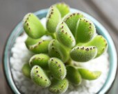 Live Succulent Lithops Cactus Pseudotruncatella Plant Cotyledon ladismithiensis 540115849769_34