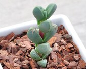 Live Succulent Lithops Cactus Pseudotruncatella Plant Astridia velutina (L.Bolus) Dinter 540115849769_16
