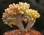 Live Succulent Lithops Cactus Pseudotruncatella Plant Graptopetalum amethystinum 39 cristata 39 567143914614_7