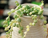 Live Succulent Lithops Cactus Pseudotruncatella Plant Senecio rowleyanus 565107305132_7