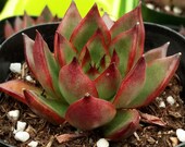 Live Succulent Lithops Cactus Pseudotruncatella Plant 539846480072_6