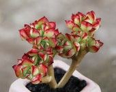 Live Succulent Lithops Cactus Pseudotruncatella Plant Echeveria supia 543007170845_5