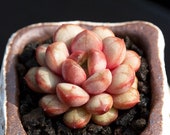 Live Succulent Lithops Cactus Pseudotruncatella Plant Graptoveria amethorum 540115849769_28
