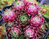 Live Succulent Lithops Cactus Pseudotruncatella Plant 567143914614_11