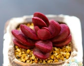 Live Succulent Lithops Cactus Pseudotruncatella Plant Crassula clavata 527126522194_19
