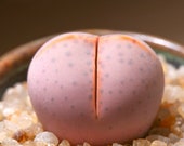 Live Succulent Lithops Cactus Pseudotruncatella Plant Dintheranthus wlimotianus 41969234148_8