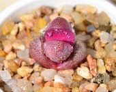 Live Succulent Lithops Cactus Pseudotruncatella Plant Pleiospilos Royal Flush 550174745939_2